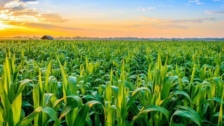 Sowing Tainted Money in the Indian Agriculture Sector Sowing Tainted Money in the Indian Agriculture Sector